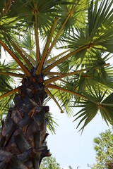 Fototapeta premium palm tree on the beach