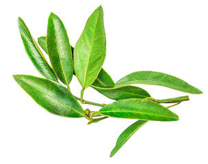 Green citrus leaves isolated on a white background. Fresh oranges leaves Top view. Flat lay