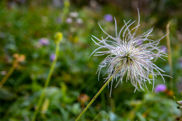 Pulsatilla alpina flower growing in mountains