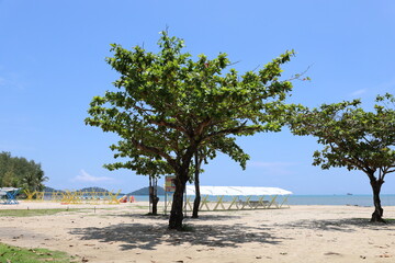 Fototapeta premium tree on the beach