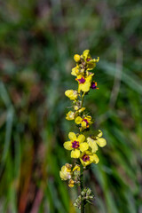 Verbascum nigrum flower growing in meadow, macro