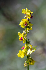 Verbascum nigrum flower in meadow, close up 