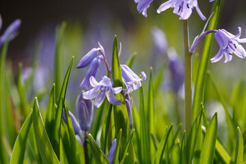 Close up of English Bluebells in a woodland surrounding with selective focus - Hyacinthoides non-scripta