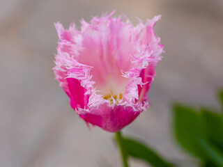 Tulipa Huis ten bosch flower grown in a garden in Madrid