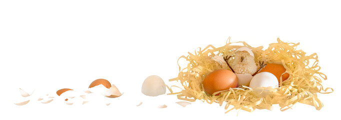 The chicken hatched in a nest with eggs. Isolated on a white background.