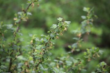 Spring garden background, blooming black currant. High quality photo