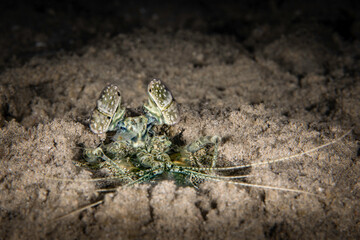 Big mantis shrimp hiding in the sand at night on macro photo
