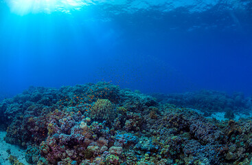 Beautiful deep sea reef lanscape