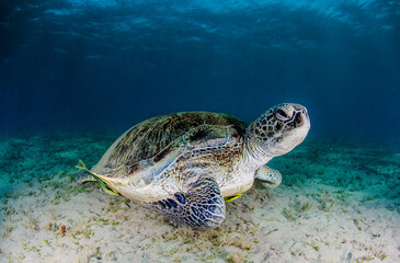 Nice Green big turtle with yellow remora in a deep sea with diver