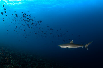 White tip shark in Indian Ocean near Maldives atolls reef with fish