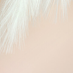 White Fluffy Feather on Pastel beige background. Design art background.