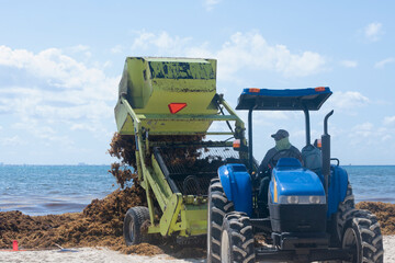 Heavy machinery removes Sargasso from the beach in Playa del Carmen, Mexico - obrazy, fototapety, plakaty