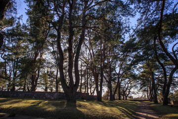 trees in the park
