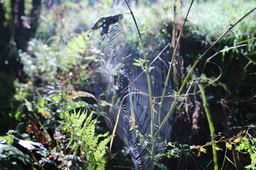 grass and water