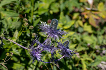 Eryngium alpinum flower growing in meadow