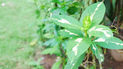 Plants and Leaves