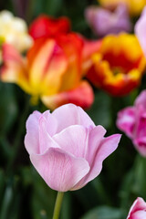 Naklejka premium tulip flowers of different colors grown in a garden in Madrid