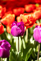tulip flowers of different colors grown in a garden in Madrid