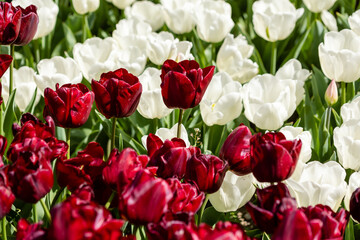 tulip flowers of different colors grown in a garden in Madrid
