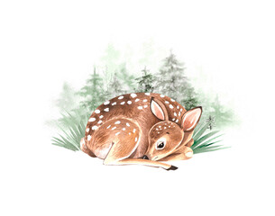 deer cub watercolor illustration, hand painted on a white background.