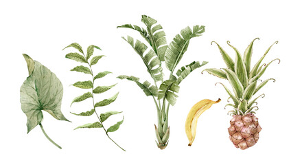 Set of watercolor tropical illustrations of flowers, plants and fruits on a white background. hand painted .	