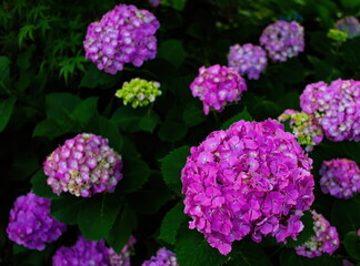 Beautiful purple hydrangea in a rainy day.  Flower in bloom in June.