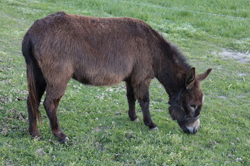 Fototapeta premium esel frisst gras auf weide