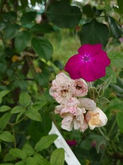 pink rose bush