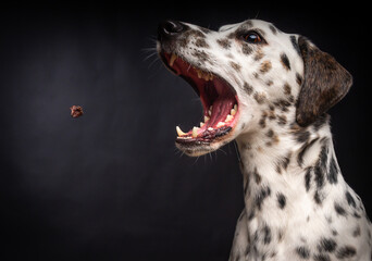 Portrait of a Dalmatian dog, on an isolated black background.
