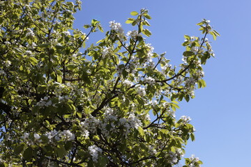 birnbaum blüht im frühling bei schönem wetter