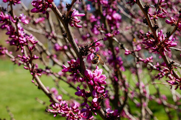 hummel an rosaroten blüten von rosenforsythie im frühling