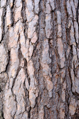 THE TEXTURE OF THE TREE BARK . PINE BARK
