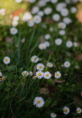 daisies in the grass of the spring garden