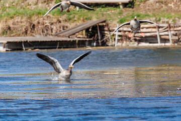 A gray goose lands splashing in the water of a lake
