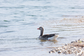 A gray goose lands splashing in the water of a lake