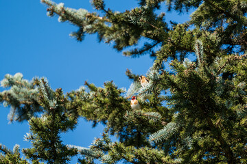 goldfinch, carduelis carduelis, perched on a pine at a sunny spring day