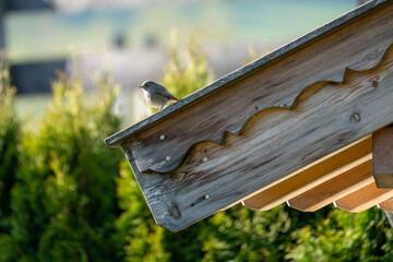 a beautiful redstart perched on a wood roof in the morning on a sunny spring day