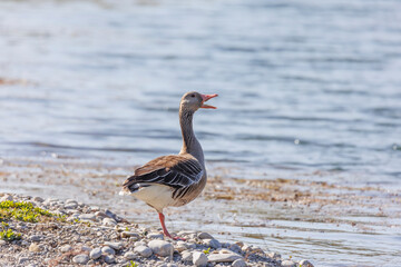 A greylag goose stands on one leg on the gravel shore of a lake