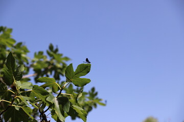 leaves against sky