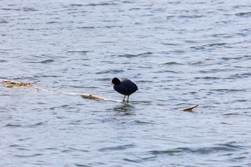 A coot swims in the water of a lake