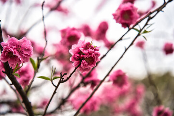 河津桜