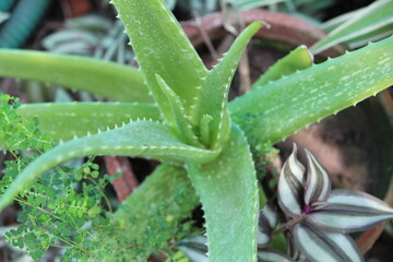 green aloe vera plant in garden