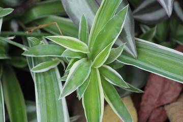 close up of a green plant in garden