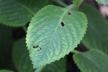 green leaf affected by disease