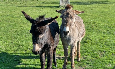 Fototapeta premium two donkeys in the meadow
