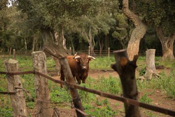 Brave brown bulls with crooked horns looking defiantly in the middle of the field. Concept livestock, bravery, bullfighter, bullfight.