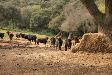 Group of black and red bull calves in the middle of the field grazing next to a watering place....