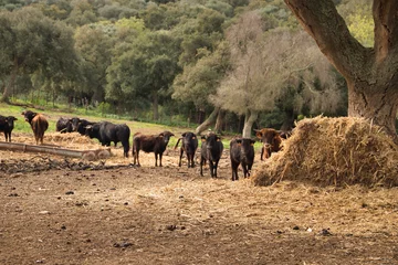 Foto op Plexiglas Group of black and red bull calves in the middle of the field grazing next to a watering place. Concept livestock, bravery, bullfighter, bullfight. © Manuel