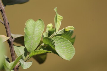 Guava bud of a plant with buds