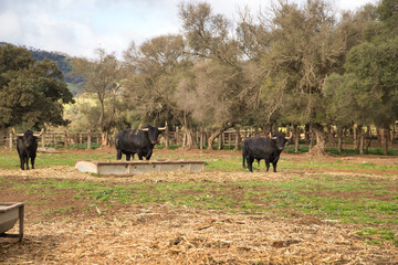 Group of brave black bulls with impressive horns, in the middle of the field grazing next to a water trough. Concept livestock, bravery, bullfighter, bullfight.